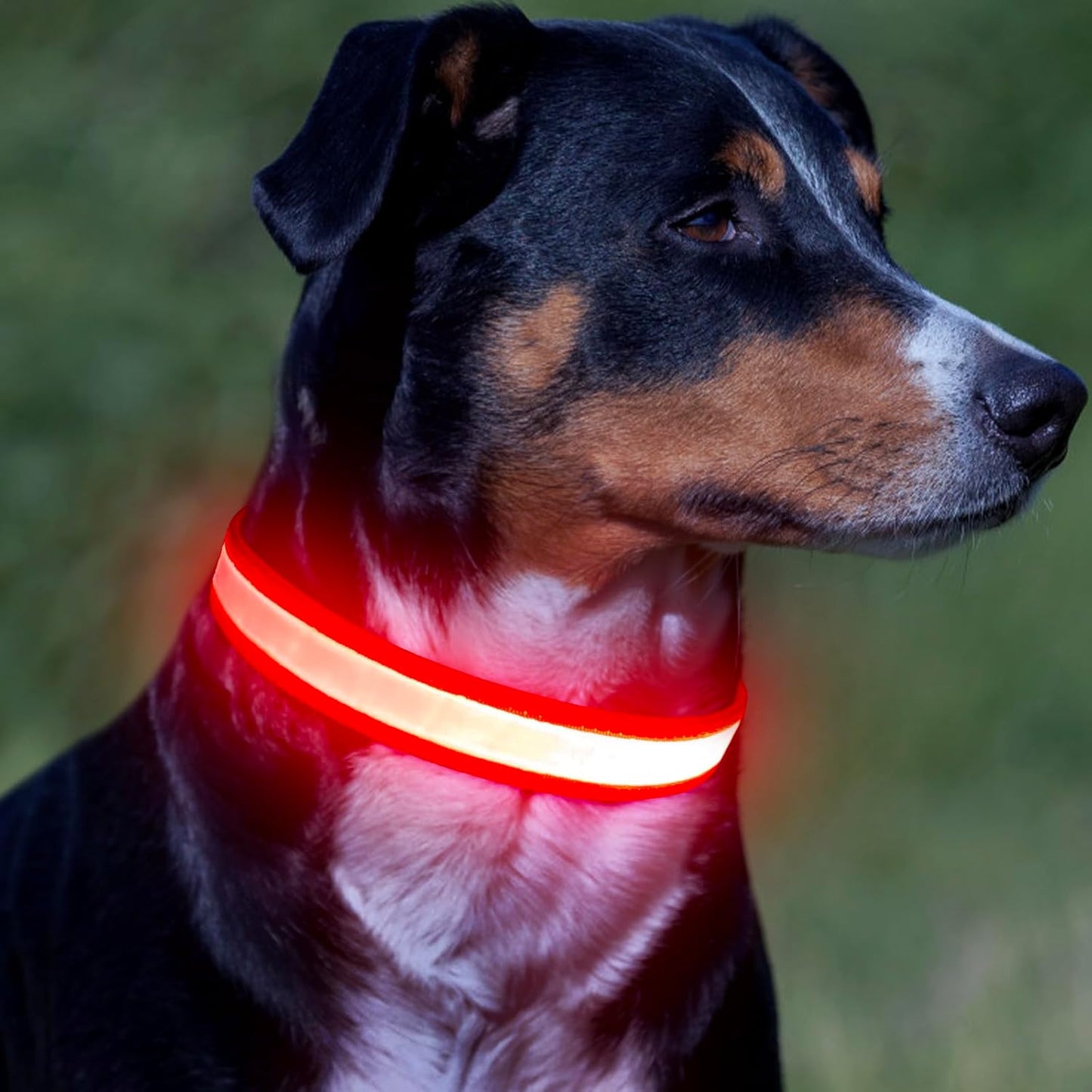 Adjustable USB Rechargeable LED Dog Collar - Medium Size, Red - Super Bright Safety Light for Enhanced Visibility